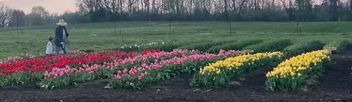 An adult and child look at rows of tulips